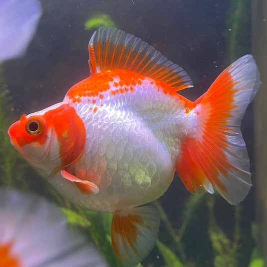 the-fish-farm Goldfish 12cm Ryukin Goldfish - Red & White one only - 1 Red & White Ryukin Goldfish - The Fish Farm