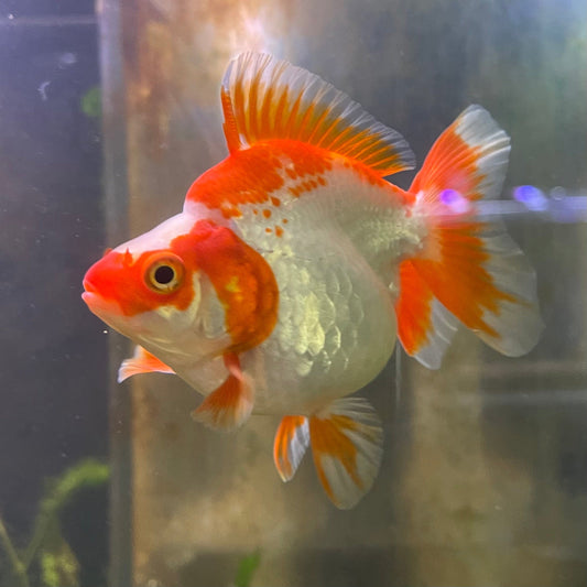 the-fish-farm Goldfish 12cm Ryukin Goldfish - Red & White one only - 1 Red & White Ryukin Goldfish - The Fish Farm