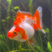 the-fish-farm Goldfish 12cm Ryukin Goldfish - Red & White one only - 1 Red & White Ryukin Goldfish - The Fish Farm