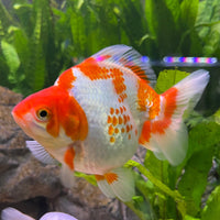 the-fish-farm Goldfish 12cm Ryukin Goldfish - Red & White one only - 2 Red & White Ryukin Goldfish - The Fish Farm