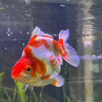 the-fish-farm Goldfish 12cm Ryukin Goldfish - Red & White one only - 2 Red & White Ryukin Goldfish - The Fish Farm