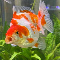 the-fish-farm Goldfish 12cm Ryukin Goldfish - Red & White one only - 2 Red & White Ryukin Goldfish - The Fish Farm