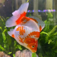 the-fish-farm Goldfish 12cm Ryukin Goldfish - Red & White one only - 2 Red & White Ryukin Goldfish - The Fish Farm