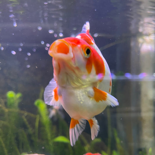 the-fish-farm Goldfish 12cm Ryukin Goldfish - Red & White one only - 2 Red & White Ryukin Goldfish - The Fish Farm