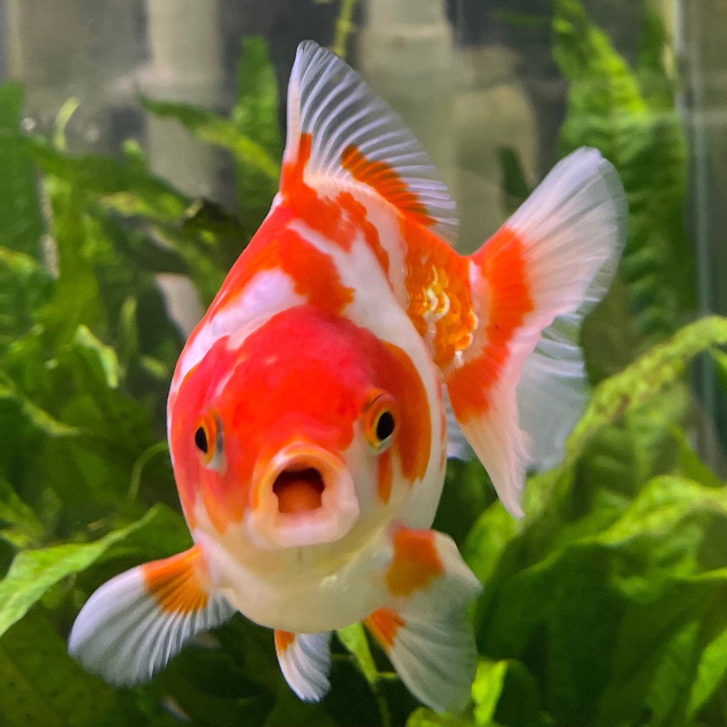 the-fish-farm Goldfish 12cm Ryukin Goldfish - Red & White one only - 2 Red & White Ryukin Goldfish - The Fish Farm