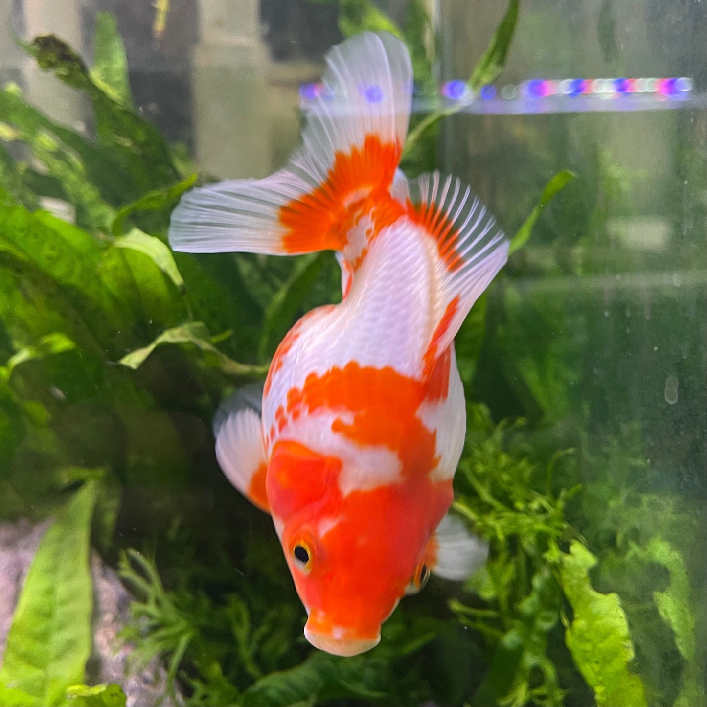 the-fish-farm Goldfish 12cm Ryukin Goldfish - Red & White one only - 2 Red & White Ryukin Goldfish - The Fish Farm