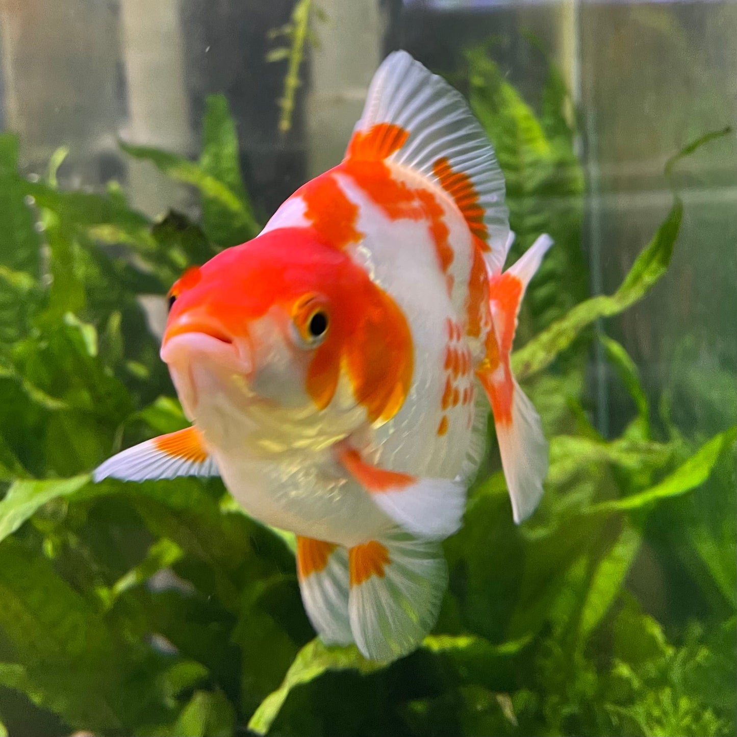 the-fish-farm Goldfish 12cm Ryukin Goldfish - Red & White one only - 2 Red & White Ryukin Goldfish - The Fish Farm