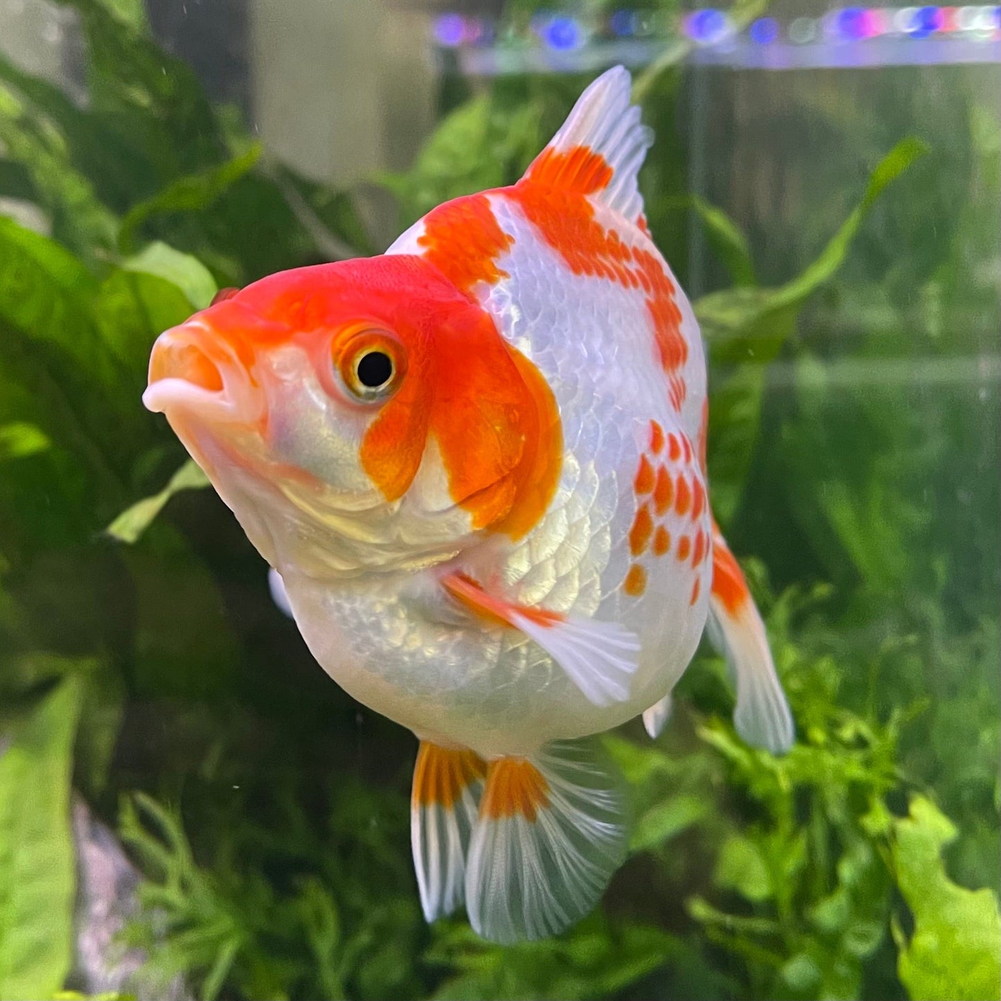 the-fish-farm Goldfish 12cm Ryukin Goldfish - Red & White one only - 2 Red & White Ryukin Goldfish - The Fish Farm