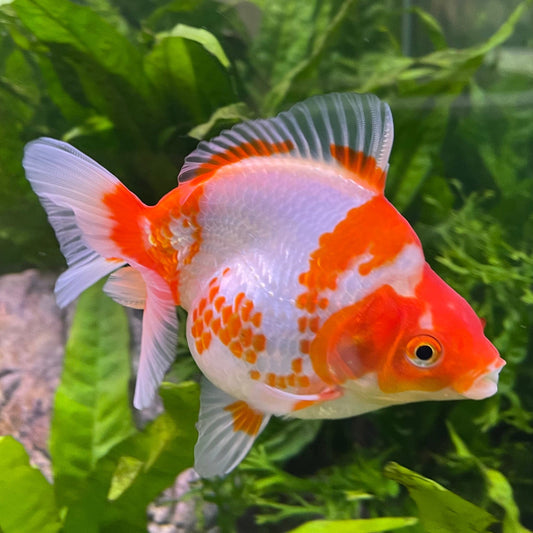the-fish-farm Goldfish 12cm Ryukin Goldfish - Red & White one only - 2 Red & White Ryukin Goldfish - The Fish Farm