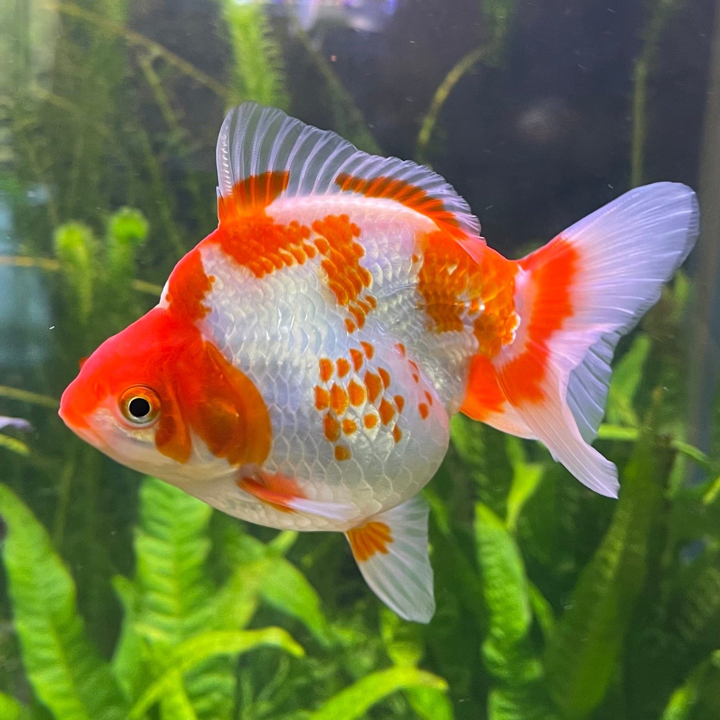 the-fish-farm Goldfish 12cm Ryukin Goldfish - Red & White one only - 2 Red & White Ryukin Goldfish - The Fish Farm
