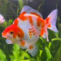 the-fish-farm Goldfish 12cm Ryukin Goldfish - Red & White one only - 2 Red & White Ryukin Goldfish - The Fish Farm