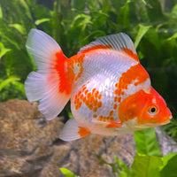 the-fish-farm Goldfish 12cm Ryukin Goldfish - Red & White one only - 2 Red & White Ryukin Goldfish - The Fish Farm
