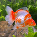 the-fish-farm Goldfish 12cm Ryukin Goldfish - Red & White one only - 2 Red & White Ryukin Goldfish - The Fish Farm