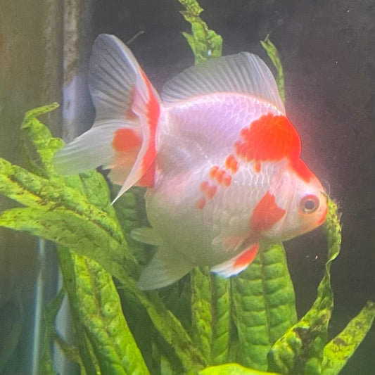 the-fish-farm Goldfish 12cm Ryukin Goldfish - Red & White one only - 3 Red & White Ryukin Goldfish - The Fish Farm