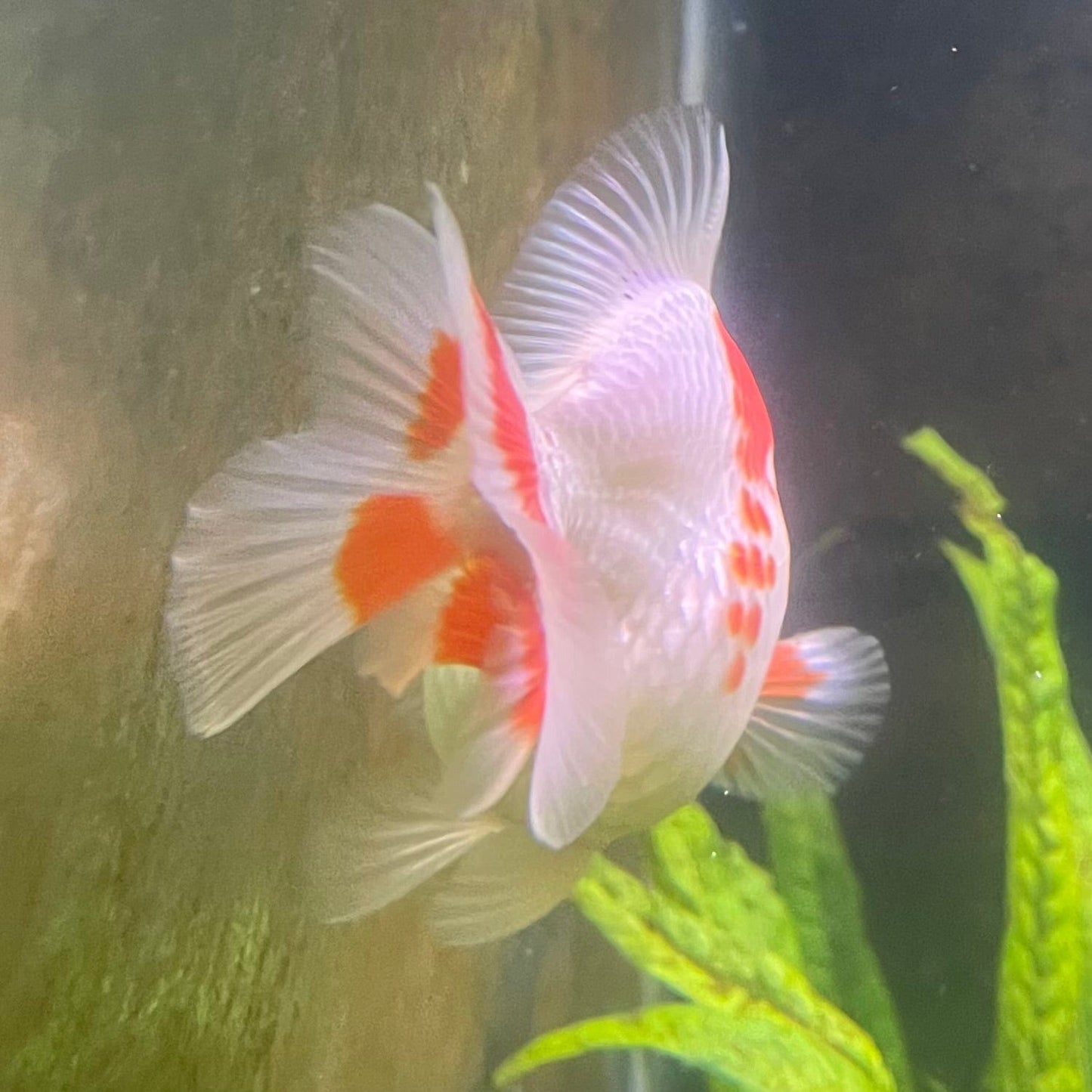 the-fish-farm Goldfish 12cm Ryukin Goldfish - Red & White one only - 3 Red & White Ryukin Goldfish - The Fish Farm