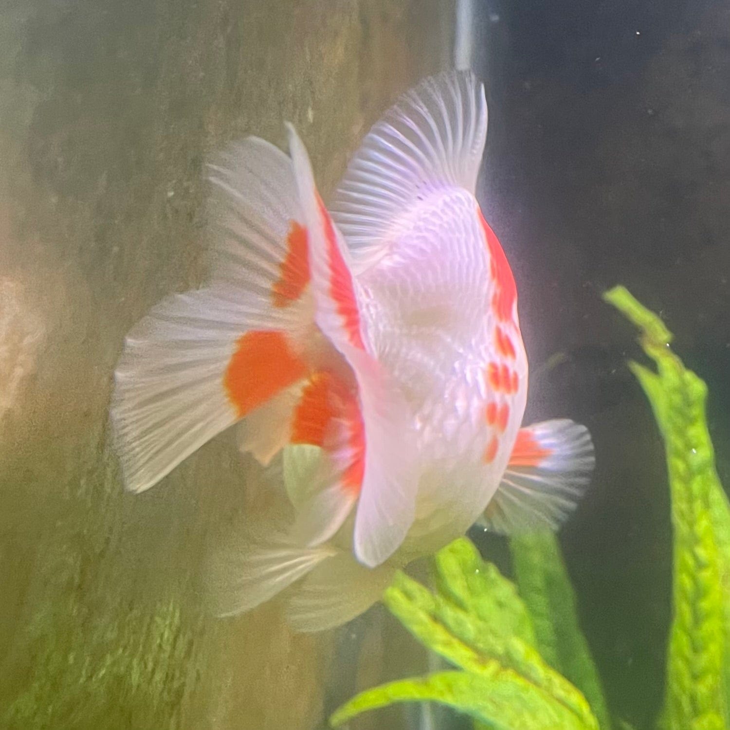 the-fish-farm Goldfish 12cm Ryukin Goldfish - Red & White one only - 3 Red & White Ryukin Goldfish - The Fish Farm