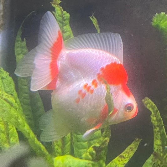 the-fish-farm Goldfish 12cm Ryukin Goldfish - Red & White one only - 3 Red & White Ryukin Goldfish - The Fish Farm