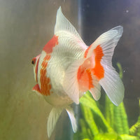 the-fish-farm Goldfish 12cm Ryukin Goldfish - Red & White one only - 3 Red & White Ryukin Goldfish - The Fish Farm