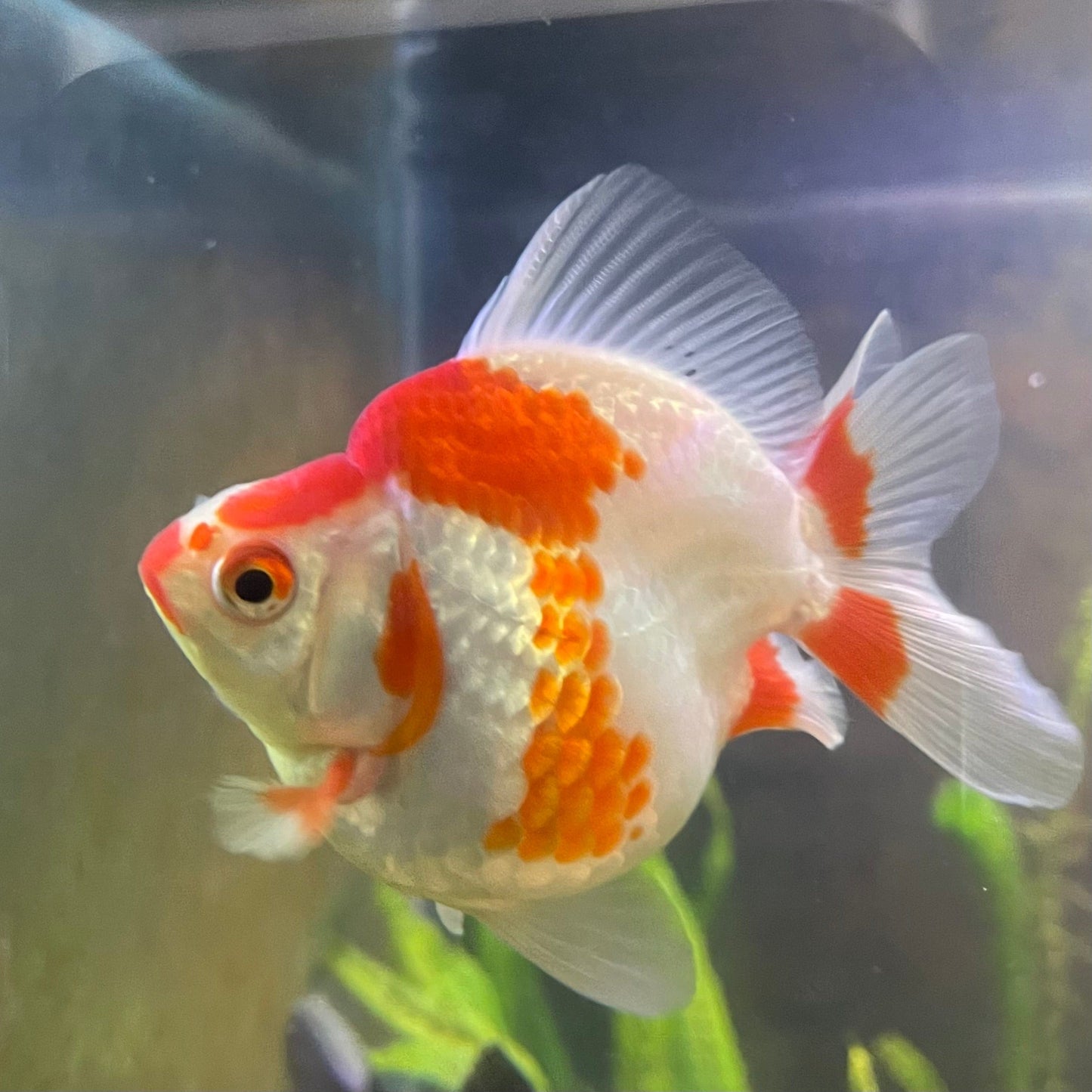 the-fish-farm Goldfish 12cm Ryukin Goldfish - Red & White one only - 3 Red & White Ryukin Goldfish - The Fish Farm