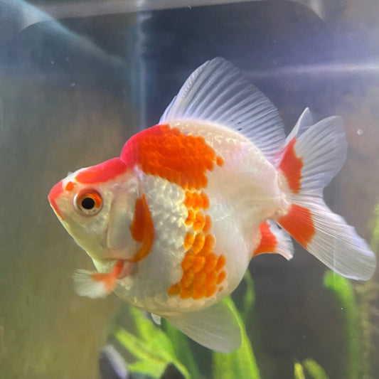 the-fish-farm Goldfish 12cm Ryukin Goldfish - Red & White one only - 3 Red & White Ryukin Goldfish - The Fish Farm