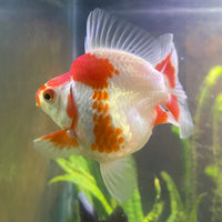 the-fish-farm Goldfish 12cm Ryukin Goldfish - Red & White one only - 3 Red & White Ryukin Goldfish - The Fish Farm