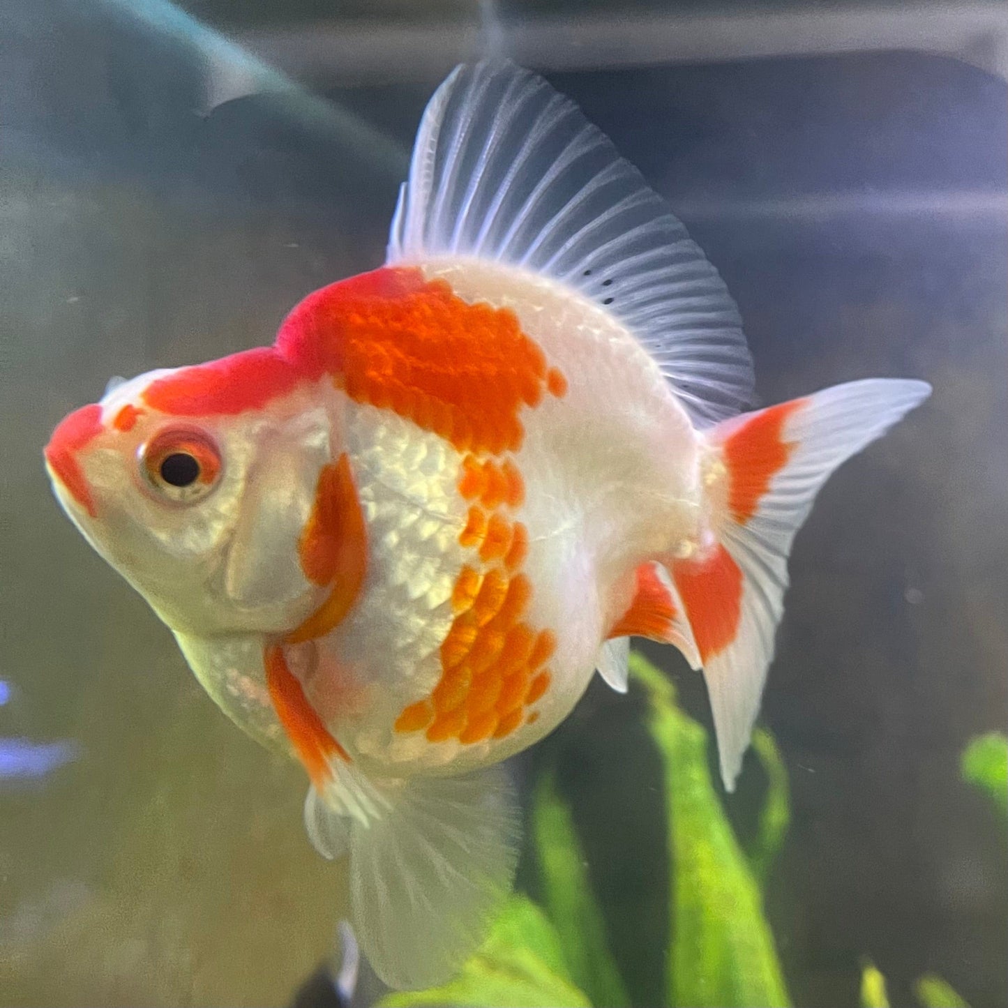 the-fish-farm Goldfish 12cm Ryukin Goldfish - Red & White one only - 3 Red & White Ryukin Goldfish - The Fish Farm
