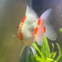 the-fish-farm Goldfish 12cm Ryukin Goldfish - Red & White one only - 3 Red & White Ryukin Goldfish - The Fish Farm