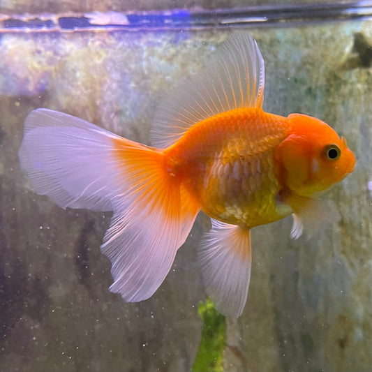 the-fish-farm Goldfish 7 cm Oranda -one only -3 Panda Oranda - The Fish Farm Australia