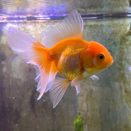 the-fish-farm Goldfish 7 cm Oranda -one only -3 Panda Oranda - The Fish Farm Australia