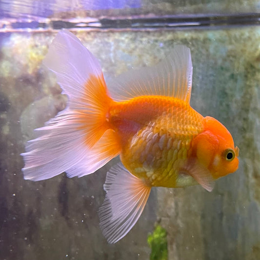 the-fish-farm Goldfish 7 cm Oranda -one only -3 Panda Oranda - The Fish Farm Australia