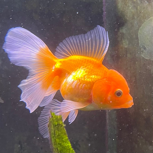 the-fish-farm Goldfish 7 cm Oranda -one only -3 Panda Oranda - The Fish Farm Australia