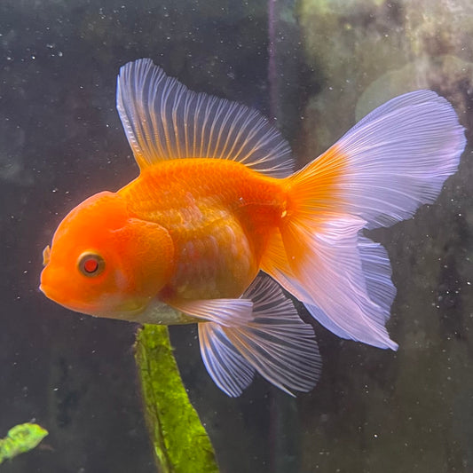 the-fish-farm Goldfish 7 cm Oranda -one only -3 Panda Oranda - The Fish Farm Australia