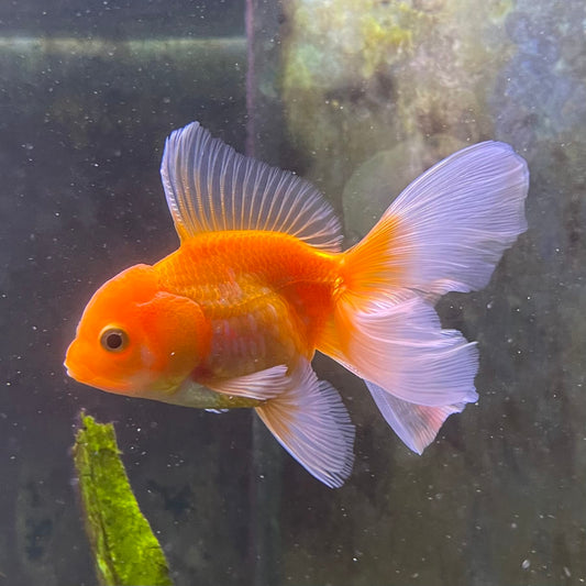 the-fish-farm Goldfish 7 cm Oranda -one only -3 Panda Oranda - The Fish Farm Australia