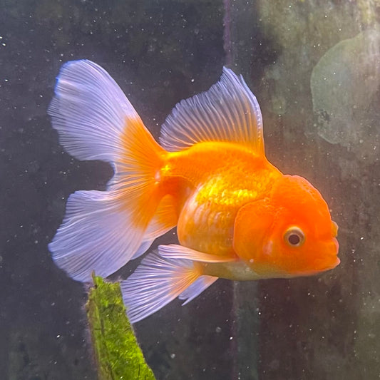 the-fish-farm Goldfish 7 cm Oranda -one only -3 Panda Oranda - The Fish Farm Australia