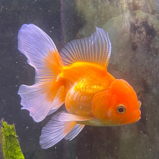 the-fish-farm Goldfish 7 cm Oranda -one only -3 Panda Oranda - The Fish Farm Australia