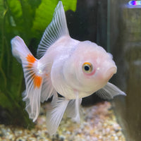 the-fish-farm Goldfish 7 cm Oranda -one only -3 Panda Oranda - The Fish Farm Australia