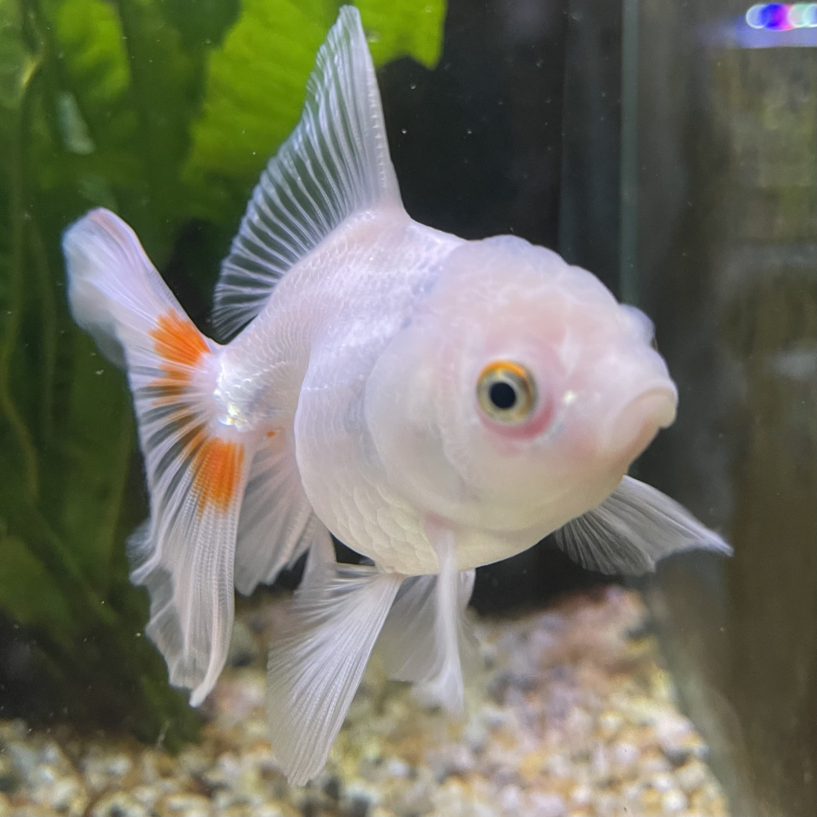 the-fish-farm Goldfish 7 cm Oranda -one only -3 Panda Oranda - The Fish Farm Australia