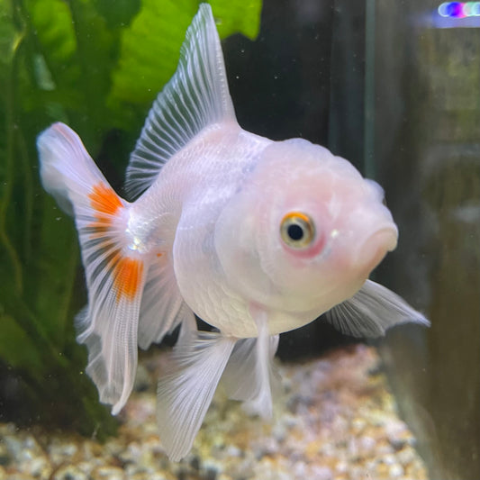 the-fish-farm Goldfish 7 cm Oranda -one only -3 Panda Oranda - The Fish Farm Australia