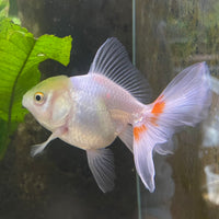 the-fish-farm Goldfish 7 cm Oranda -one only -3 Panda Oranda - The Fish Farm Australia