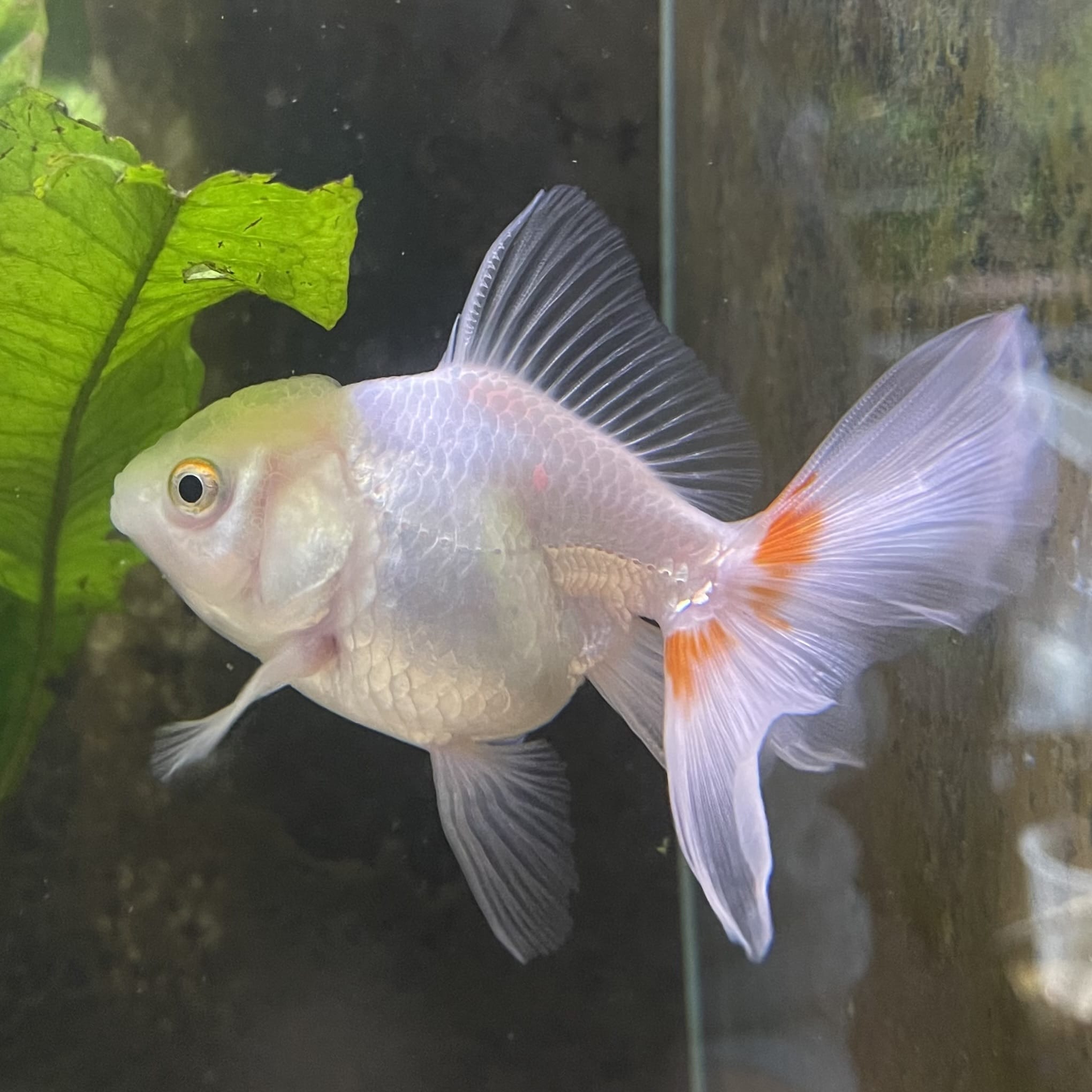 the-fish-farm Goldfish 7 cm Oranda -one only -3 Panda Oranda - The Fish Farm Australia