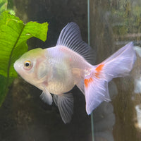 the-fish-farm Goldfish 7 cm Oranda -one only -3 Panda Oranda - The Fish Farm Australia