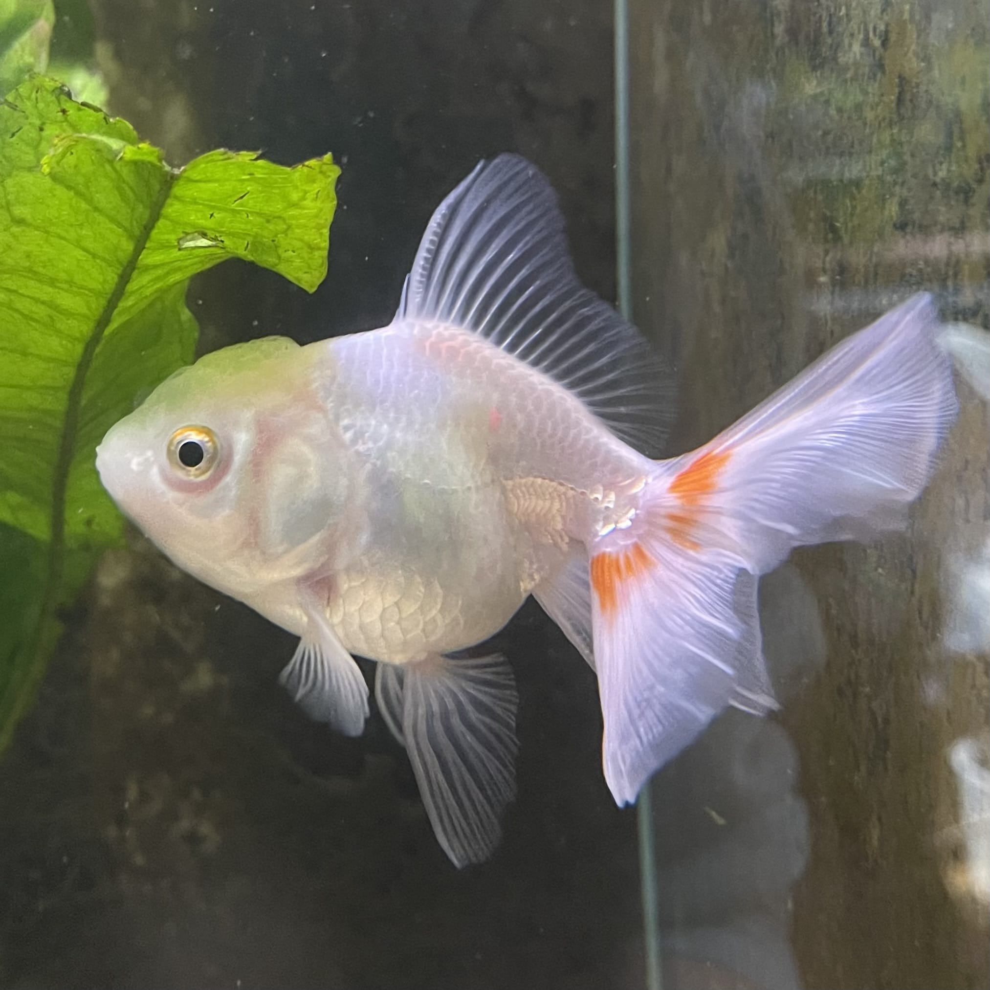 the-fish-farm Goldfish 7 cm Oranda -one only -3 Panda Oranda - The Fish Farm Australia