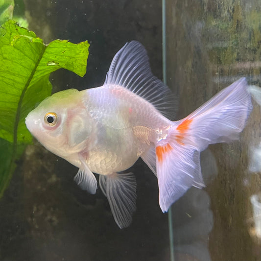 the-fish-farm Goldfish 7 cm Oranda -one only -3 Panda Oranda - The Fish Farm Australia
