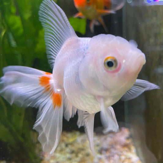 the-fish-farm Goldfish 7 cm Oranda -one only -3 Panda Oranda - The Fish Farm Australia