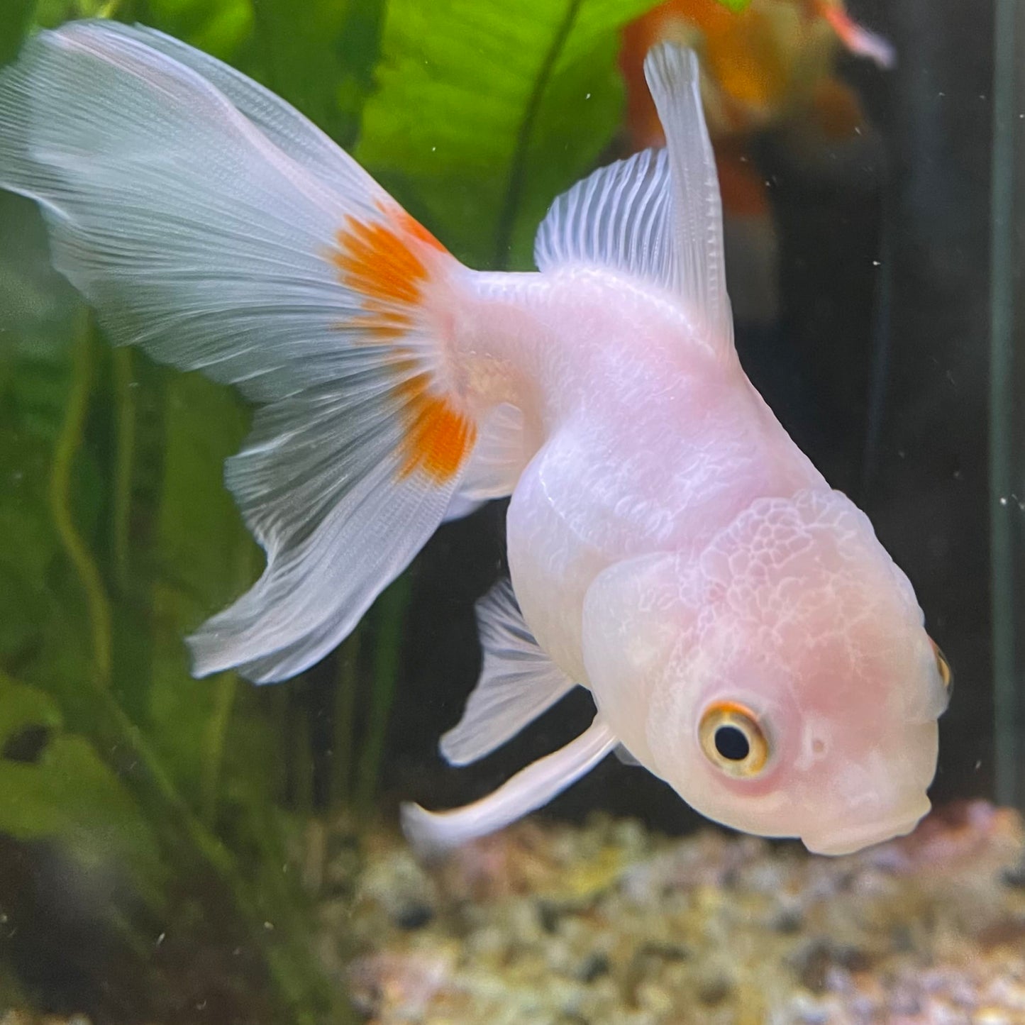 the-fish-farm Goldfish 7 cm Oranda -one only -3 Panda Oranda - The Fish Farm Australia
