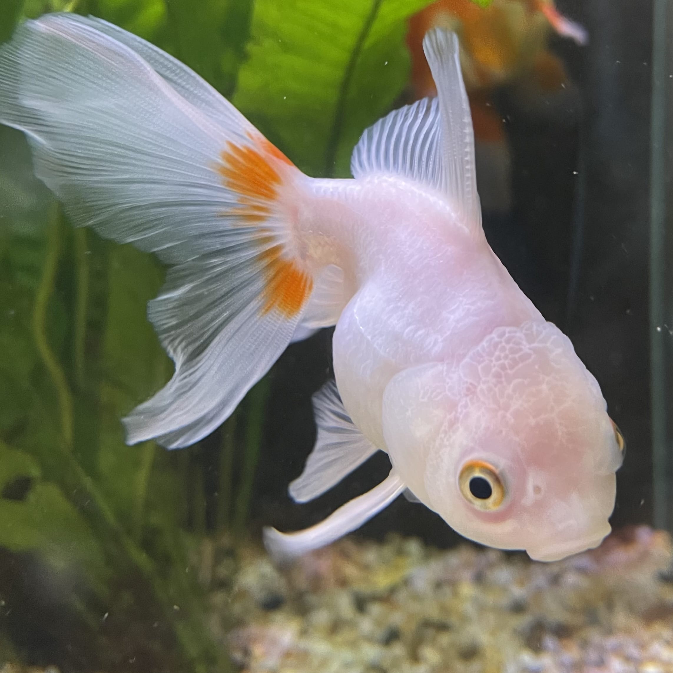 the-fish-farm Goldfish 7 cm Oranda -one only -3 Panda Oranda - The Fish Farm Australia