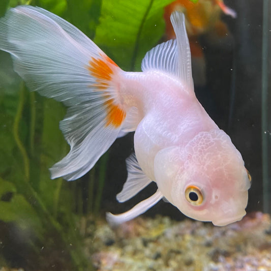 the-fish-farm Goldfish 7 cm Oranda -one only -3 Panda Oranda - The Fish Farm Australia