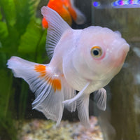 the-fish-farm Goldfish 7 cm Oranda -one only -3 Panda Oranda - The Fish Farm Australia