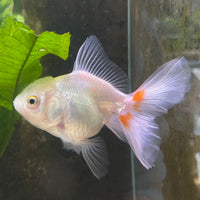 the-fish-farm Goldfish 7 cm Oranda -one only -3 Panda Oranda - The Fish Farm Australia