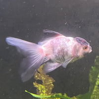 the-fish-farm Goldfish 7 cm Oranda -one only -3 Panda Oranda - The Fish Farm Australia